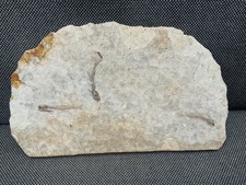 3x Fossil Fish, Cretaceous