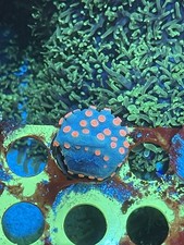 Corals LPS Meteor shower