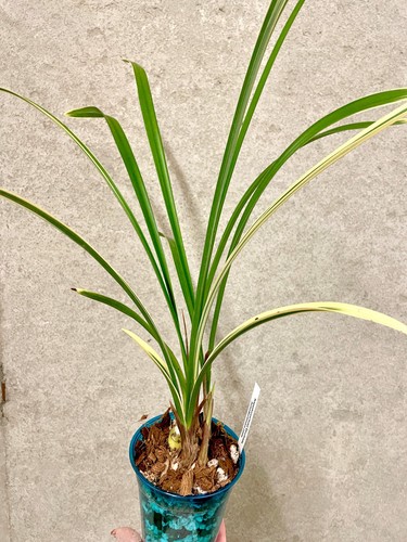 Cymbidium ensifolium jin - cymbidium,