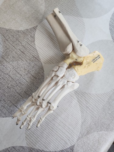 Foot and ankle bone model - foot,