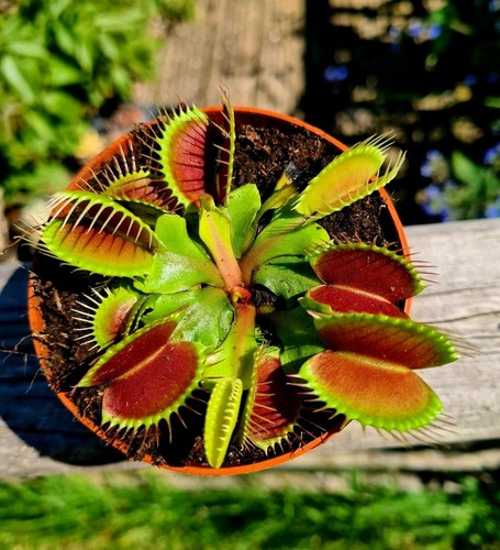 Dionaea muscipula the venus - muscipula, |