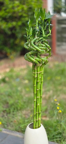 Lucky bamboo 80cm 7stalks live - bamboo,
