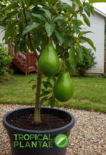 Avocado Tree Seedling