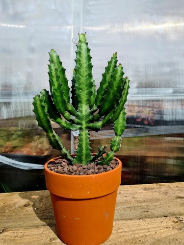 Euphorbia lactea large - lactea, |