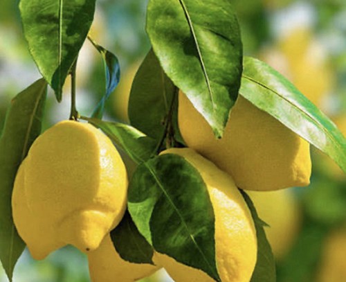 Citrus lemon citron plants - citrus,