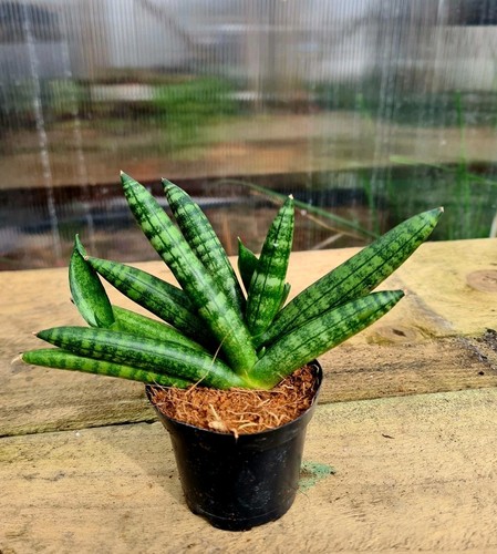 Sansevieria boncellensis the - sansevieria,