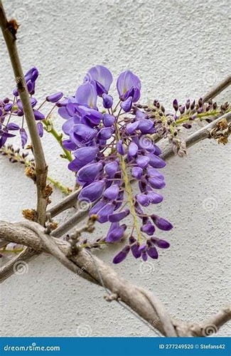 Wisteria sinensis blue - wisteria,