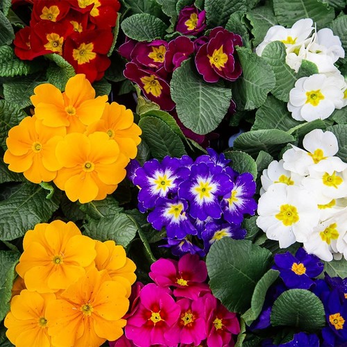 Polyanthus large flowered - large,