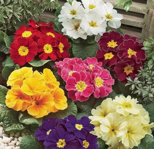 150 primula giant - x,