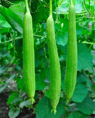 100 genuine bangladeshi - bangladeshi, purol