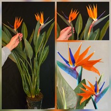 Strelitzia reginae Bird Of Paradise. 4 Spikes. Super Large Plant. 130cm Height. 