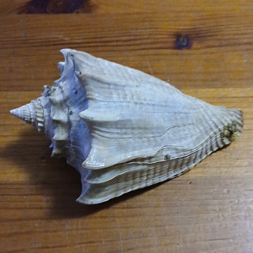 Natural unpolished shell - natural,