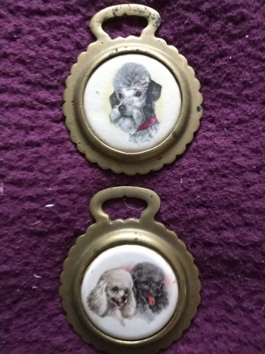 Ceramic poodle horsebrasses - ceramic,