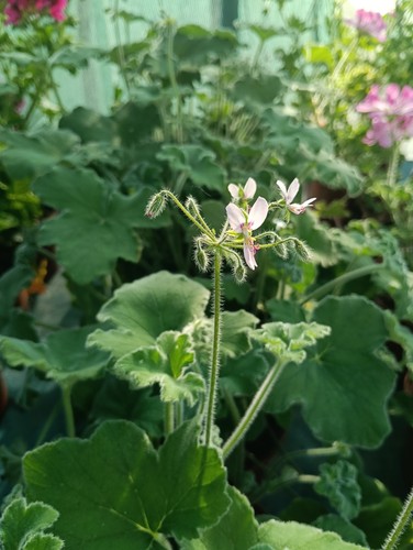 Pelargonium tomentosum - 3,