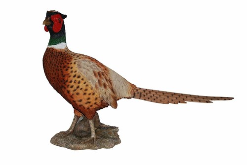 Vivid arts real - vivid, pheasant