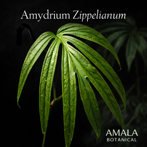 Amydrium zippelianum rare - amydrium,