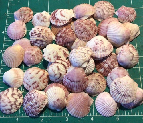 Free calico scallop - free,