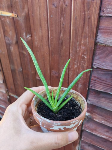 Aloe vera baby plant - baby,
