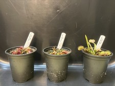 Venus Flytrap Collection