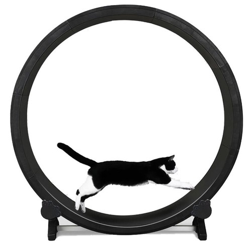 Feline motion cat exercise - motion,