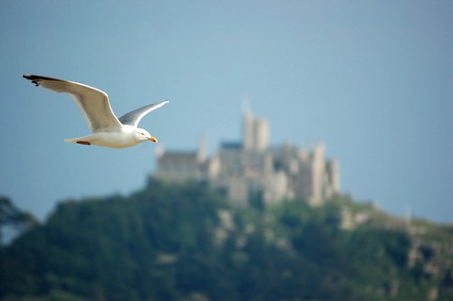 Photo 6x4 seagull - 6x4, st