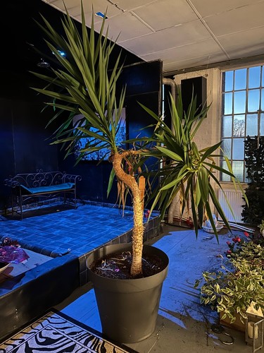Large 10ft yucca plant good - plant,