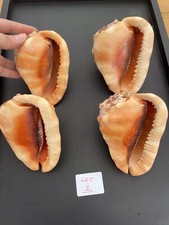 Vintage Large Queens Helmet