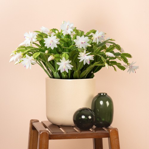 Christmas cactus - christmas,