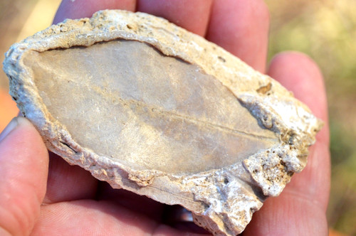 Amazing rare fossil - ,