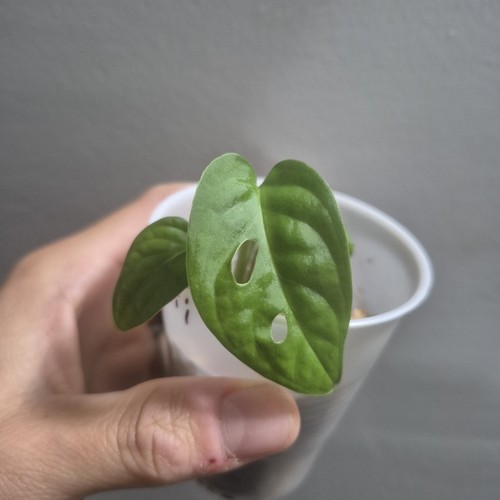 Monstera adansonii - monstera,