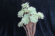 Aeonium Arboreum 'Variegated'