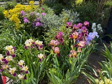 Iris Germanica Bearded lost