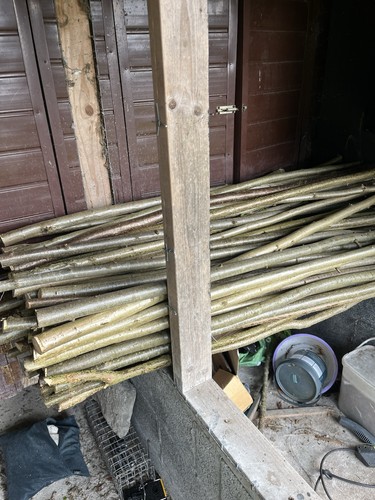 Hazel walking stick - hazel,