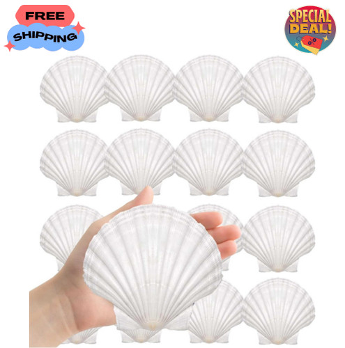 8pcs large natural sea shells - 8pcs,
