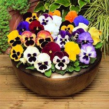 Pansy 20 Pack Bedding Plants -