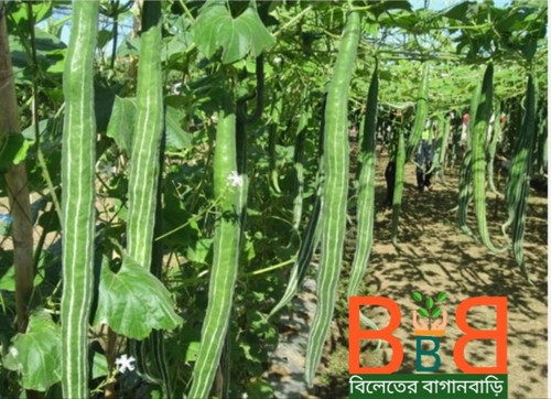 Snake gourd seed - snake, gourd-8