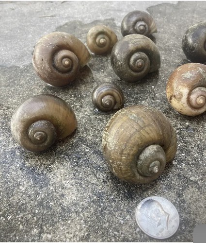 Rare apple snail shells - apple,