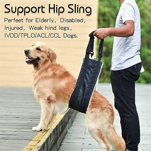 Large dog mobility - dog,