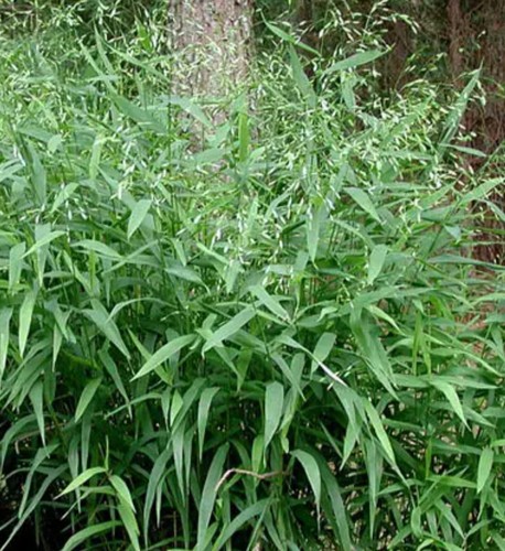 Spangle grass plug - x, 1