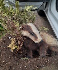Unusual Taxidermy Fox Badger