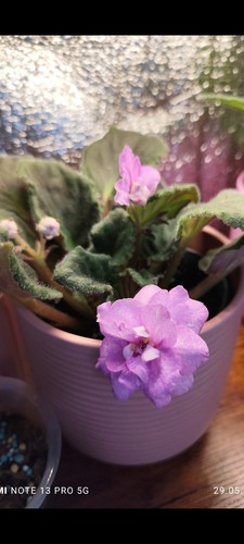 African violet baby - violet,