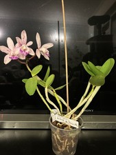 Cattleya Intermedia Pintado Do