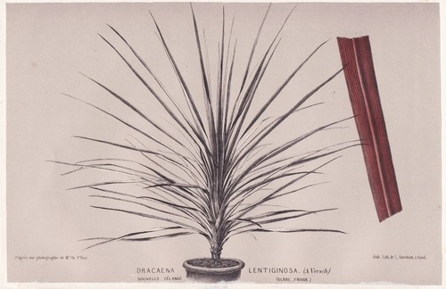 Cordyline australis cabbage