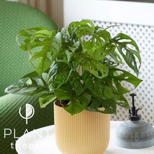 20cm monstera adansonii monkey - monstera,