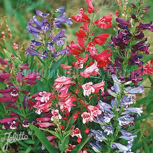 Penstemon rondo mixed hardy - rondo,