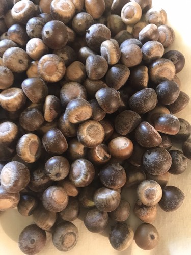 200 oak acorns - , squirrel