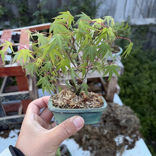 Otohime mini bonsai around - bonsai,, 10