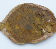 Detailed Fossil Fish Encrinosomus Dixoni  Lower Triassic Madagascar + Stand