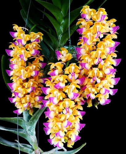 Vanda aerides houlletiana - aerides,