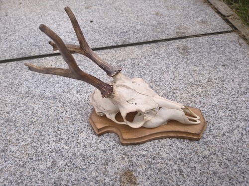 Deer skull and - deer, antlers